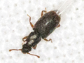 Monotomus picipes
